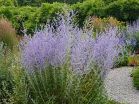 Russian Sage ‘Little Spire’ Plant in a 3.5″ Pot—Powerhouse Pollinators!!!