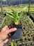 Mary Todd Daylily…..in 3.5 inch pot. One plant per pot, you choose amount!