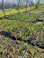 Mary Todd Daylily…..in 3.5 inch pot. One plant per pot, you choose amount!