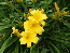 Mary Todd Daylily…..in 3.5 inch pot. One plant per pot, you choose amount!