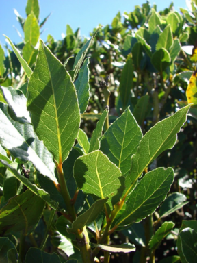 Laurus nobilis – ‘Bay Leaf Tree’ – Bay Laurel or Sweet Bay – Live Plant, 4 inch sized pot