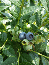 Reka Blueberry Plants in a 3.5″—Ready For Planting!!!