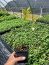 Reka Blueberry Plants in a 3.5″—Ready For Planting!!!
