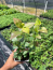 Reka Blueberry Plants in a 3.5″—Ready For Planting!!!
