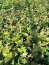 Reka Blueberry Plants in a 3.5″—Ready For Planting!!!
