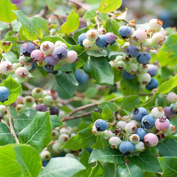 Legacy Blueberry Plants in a 3.5″ Pot—Organically Grown—Ready For Planting!!!