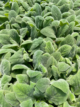 Stachys ‘Helen Von Stein’ Lamb’s Ear Plants– One Plant Per 3.5″ Pot