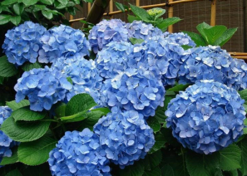 Hydrangea Arborescens Blue – 2.25 Inch Starter Plant