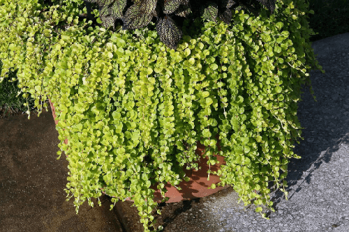 Lysimachia Aurea, Creeping Jenny in a 4 inch pot