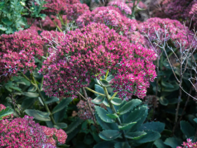 Autumn Joy Sedum in a 3.5″ Pot—Beautiful Sturdy Perennial, Attracts Butterflies!!!
