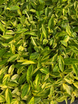 Alpinia zerumbet ‘Variegata’ – Bold Foliage with Tropical Flair in a 3.5″ Pot