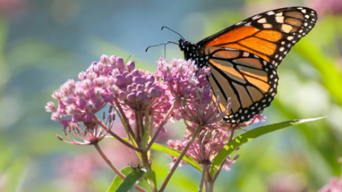 Asclepias Incarnata Milkweed-Pink Blooming–Attracts bees, butterflies, hummingbirds 3.5 inch conta