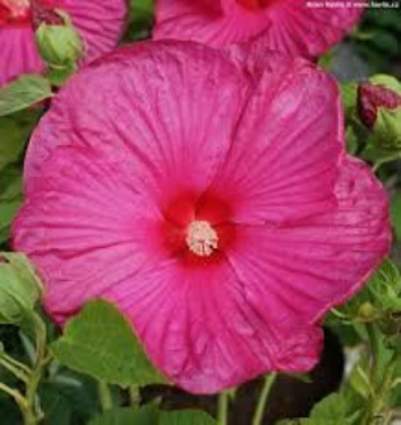 Luna Rose Hibiscus Plant in a 3.5″ Pot…You Choose Amount!!!