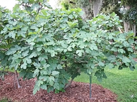 Celeste Fig ‘Sugar Fig’ Plants in 4″ Pots–You Choose How Many!!!