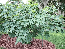 Celeste Fig ‘Sugar Fig’ Plants in 4″ Pots–You Choose How Many!!!