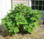 Celeste Fig ‘Sugar Fig’ Plants in 4″ Pots–You Choose How Many!!!