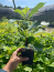Celeste Fig ‘Sugar Fig’ Plants in 4″ Pots–You Choose How Many!!!