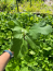 Celeste Fig ‘Sugar Fig’ Plants in 4″ Pots–You Choose How Many!!!