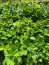 Celeste Fig ‘Sugar Fig’ Plants in 4″ Pots–You Choose How Many!!!