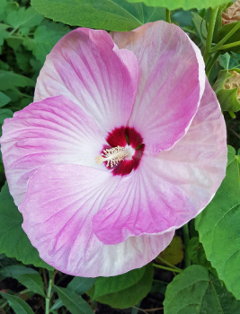 Luna Pink Swirl Hibiscus Plant in a 3.5″ Pot