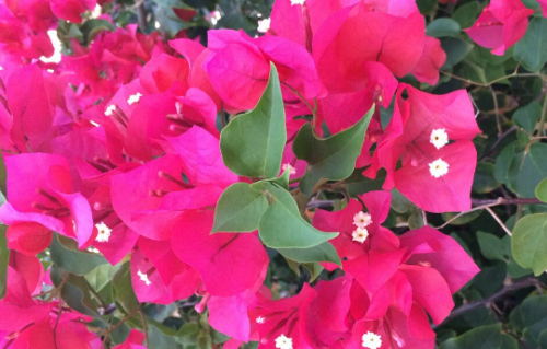 Bougainvillea ‘Sharon Wesley’ in 4″ pots