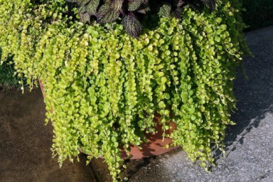 Creeping Jenny “Aurea” (gold) Lysimachia Nummularia in 3.5 inch pot–You choose amount!