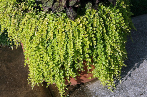 Creeping Jenny “Aurea” (gold) Lysimachia Nummularia in 3.5 inch pot–You choose amount!