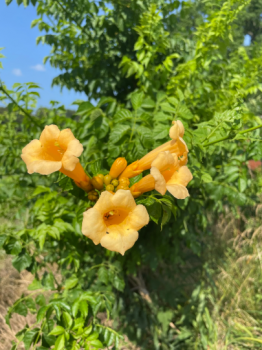 Gold Blooming Trumpet Vine 3.5″ pots-Attracts butterflies, hummingbirds… You choose amount!!