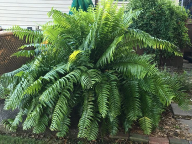 MACHO FERN – Original – 4″ Potted Plant – Live Plant—A version of BOSTON fern, but even bi