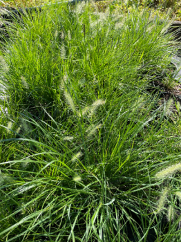 Ornamental Grasses