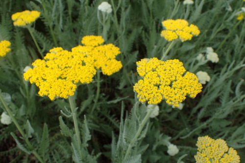 Moonshine Achillea Yarrow 3.5 inch container– You choose amount!