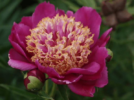 Garden Peony “Sword Dance” Paeonia lactiflora BAREROOT