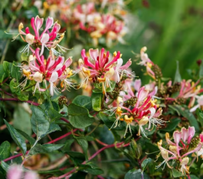 Fragrant Cloud Pink Honeysuckle in 3.5 inch pot, you choose amount!