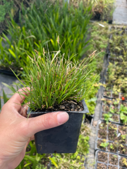 Carex Pensylvanica Grass in a 4 inch pot