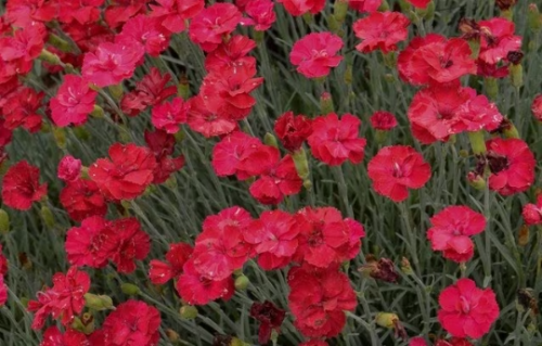 Frosty Fire Dianthus Plants in a 3.5″ Pot–Fragrant Early Bloomer!!