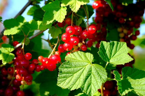 Red Currant ‘Red Lake’ in 3.5 inch pot. Nicely rooted plant. You choose amount!