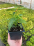 3 Miss Huff Lantana Camara Flowers Cold Hardy-3.5 inch Pots