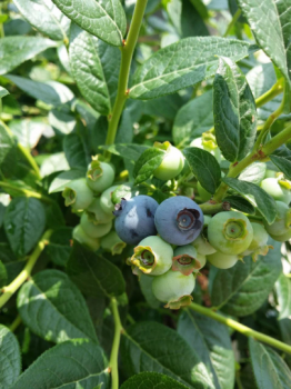 Reka Blueberry Plants in a 3.5″ Pots—Ready For Planting!!!
