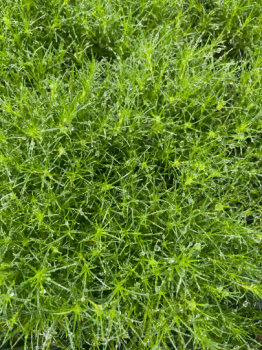 Irish Moss Sagina Subulata in 3.5 inch container, you choose amount!