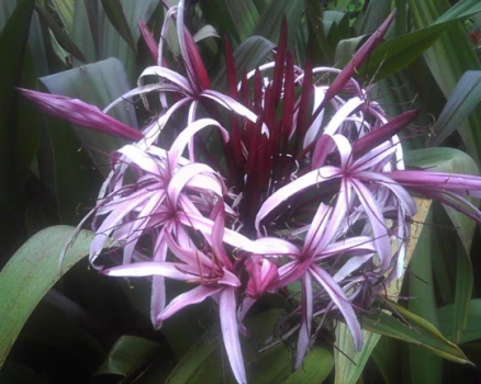 Asiatica Purple Crinum Lily Plant in a 4 inch pot. You choose amount!
