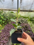 Tri Color Camellia in 4 inch pot *Cold and Heat Sensitive* Cannot Ship Out of the USA