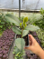 Tri Color Camellia in 4 inch pot *Cold and Heat Sensitive* Cannot Ship Out of the USA