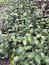 Tri Color Camellia in 4 inch pot *Cold and Heat Sensitive* Cannot Ship Out of the USA