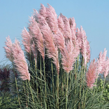 Pink Pampas Grass (One Plant) in 4 Inch Standard Nursery pot—Cortaderia