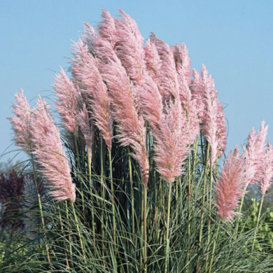 Pink Pampas Grass (One Plant) in 4 Inch Standard Nursery pot—Cortaderia