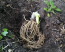 5 Hosta Big Blue Mixed -Perennial Bare Roots, Shade Loving Plants