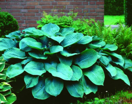 5 Hosta Big Blue Mixed -Perennial Bare Roots, Shade Loving Plants