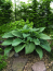 5 Hosta Big Blue Mixed -Perennial Bare Roots, Shade Loving Plants