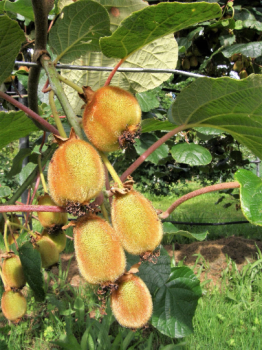 Kiwi Plants-Jenny, self-pollinating kiwi–all in 4 Inch Cups/ Actinidia deliciosa hybrid 3 pots of