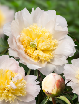 Paeonia lactiflora ‘Honey Gold’ Peony BAREROOT (Fragrant) (Mid Season Flowering)
